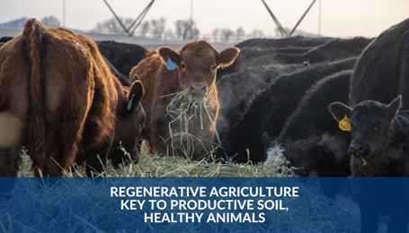 Regenerative agriculture key to productive soil, healthy animals