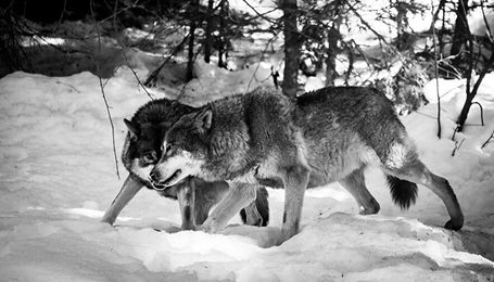 Montana Farm Bureau comments on proposed wolf management plan
