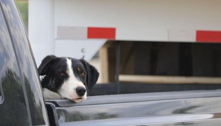 Farm Dog of the Year Nominations Open