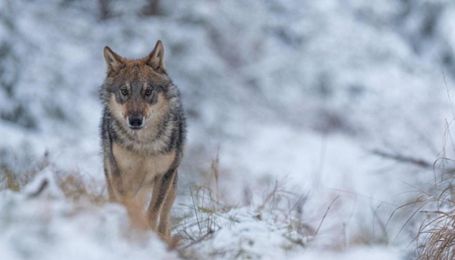 Farm Bureau participates in wolf management meeting, shares comment