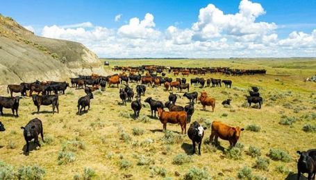 Farm Bureau Urges Restraint on Beef Imports