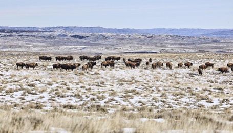 BLM's proposed decision on American Prairie's grazing permits a win for ranchers