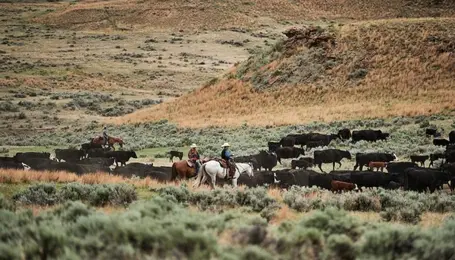Montana Farm Bureau applauds grazing agreement MOU between federal agencies