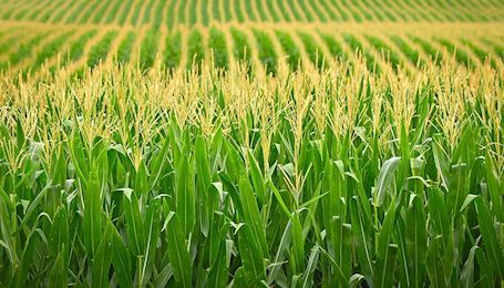 Economics professor shows correlation between banning GMOS and EU grain productivity