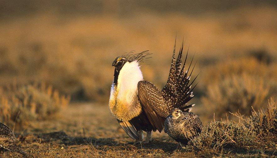 Montana Farm Bureau submits comments on Sage Grouse Land Management Plan