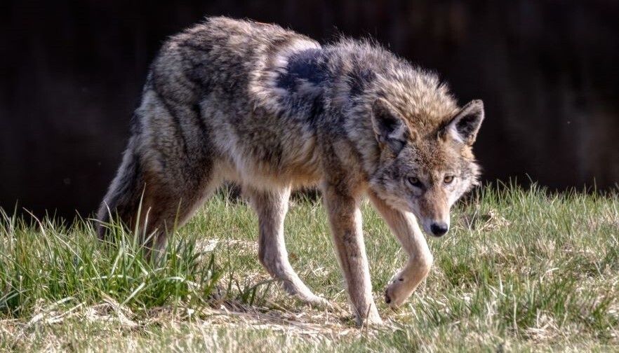 Montana Farm Bureau moves to intervene on coyote trapping lawsuit