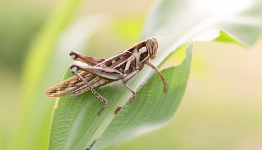 Grasshoppers Continue to Devastate Montana