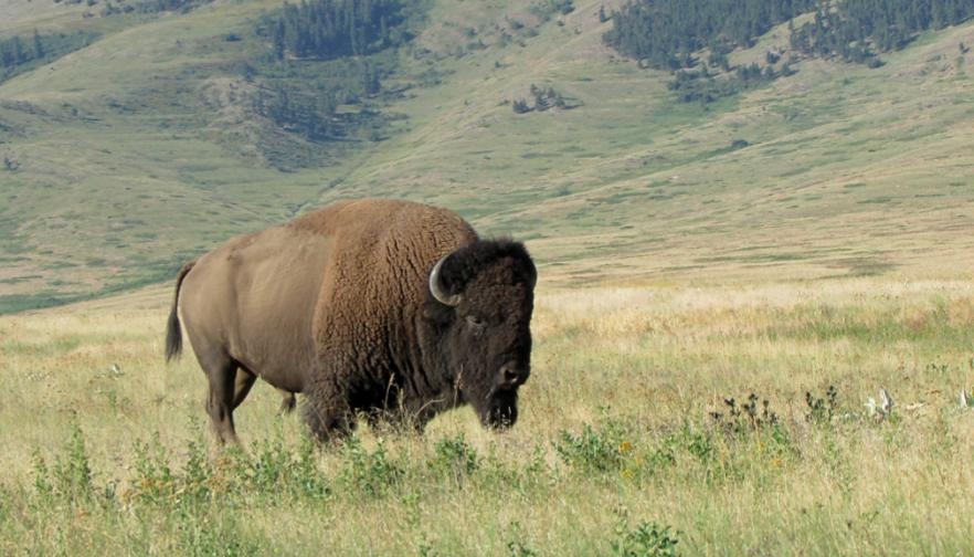 Montana Farm Bureau urges Secretary of the Interior to take swift action regarding bison allotments