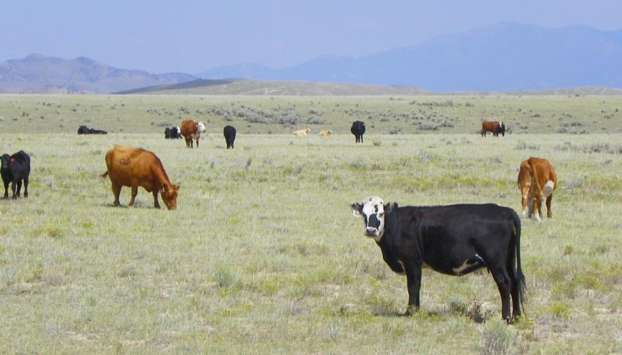 Grazing groups urge recission of problematic 2024 Public Lands Rule