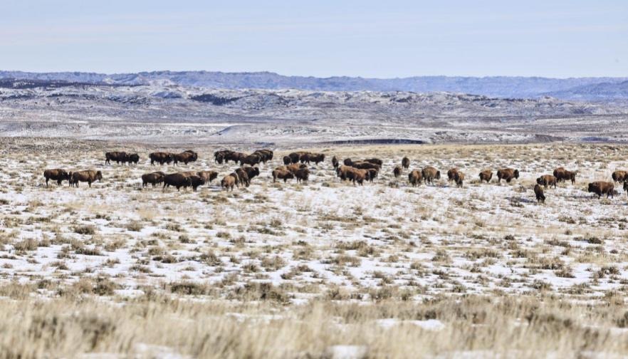 BLM's proposed decision on American Prairie's grazing permits a win for ranchers