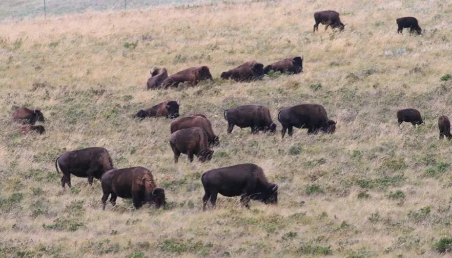 Ranchers Welcome Common-Sense Land Management