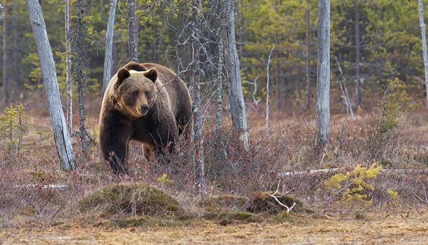 Montana Farm Bureau comments on Endangered Species Act Reform