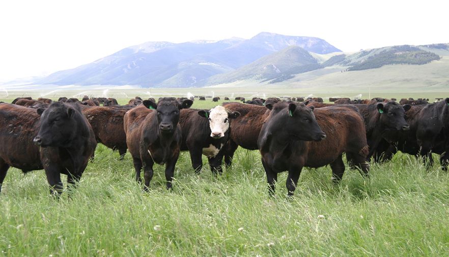 Consumer Access to Montana Beef a Priority