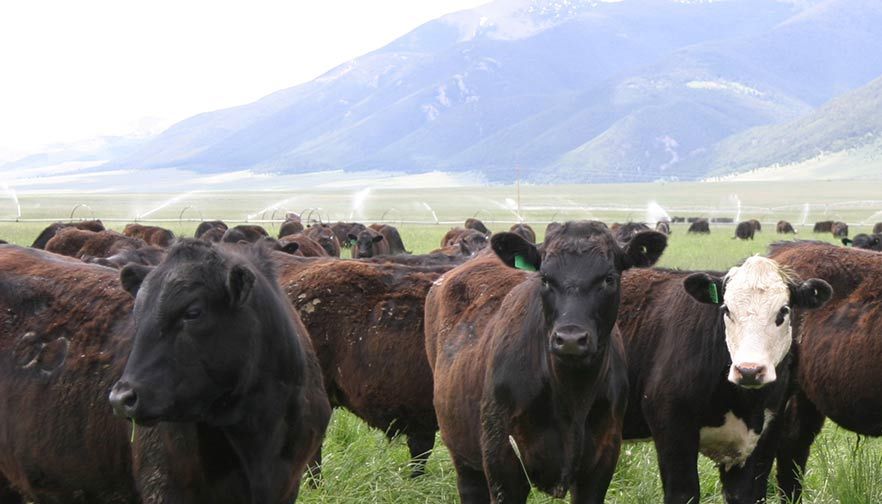 Ranchers Caring for Our Shared Wide-Open Spaces