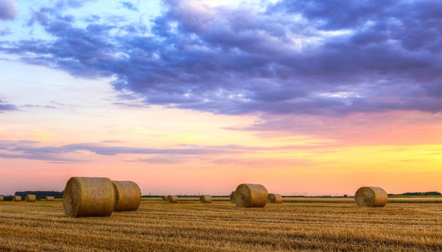 Cattle maintenance in a drought takes ingenuity, perseverance and caution