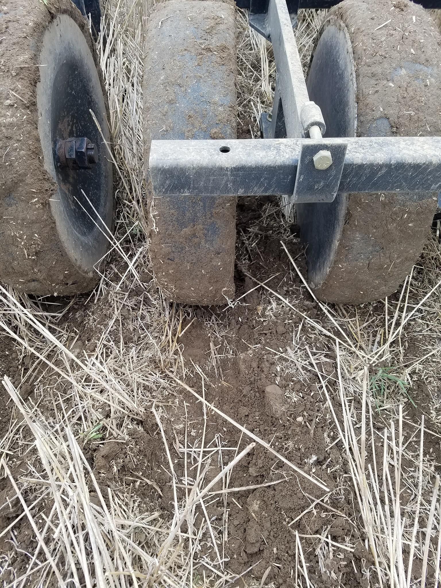 Lentil planting2