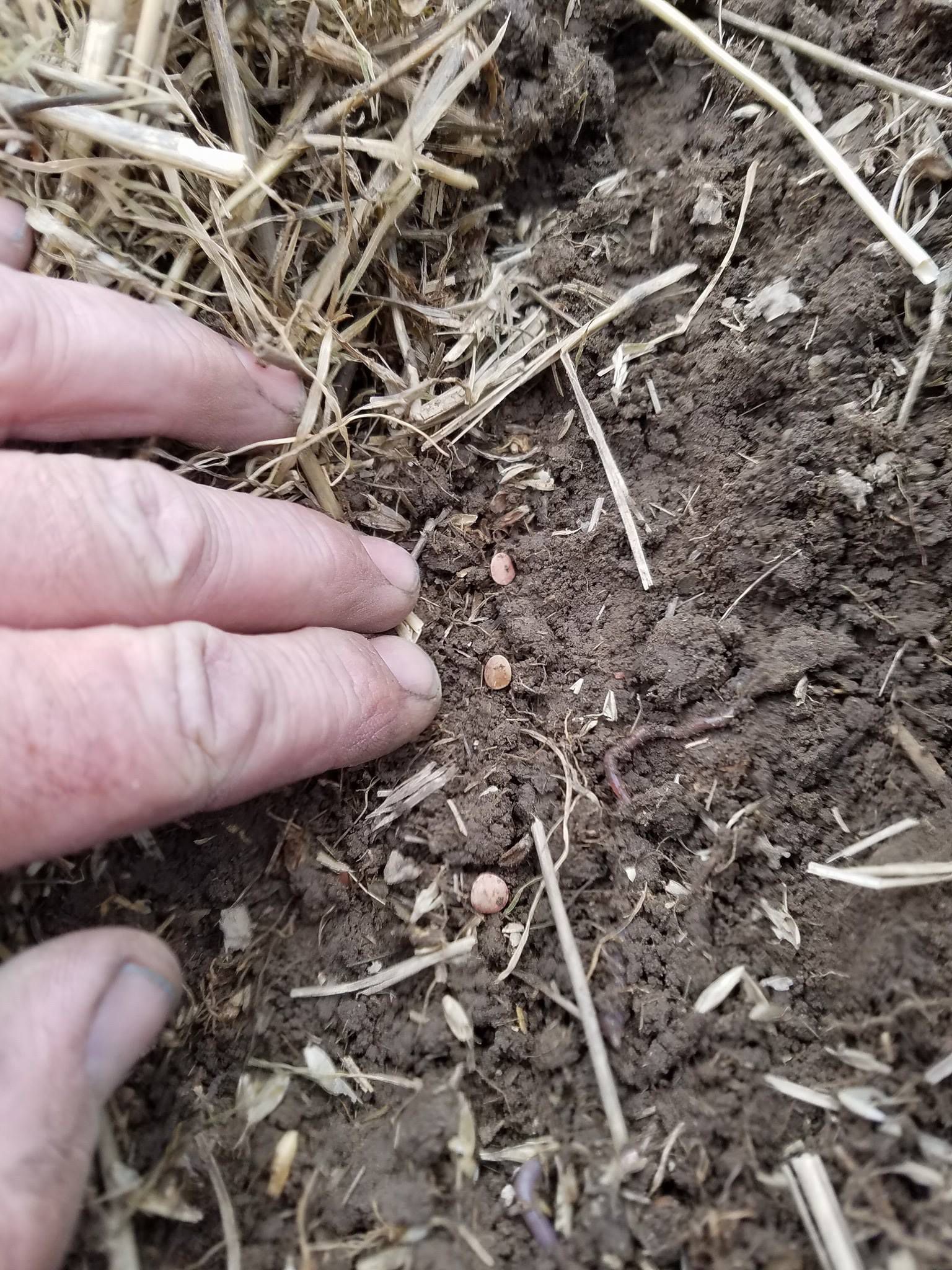 Lentil planting